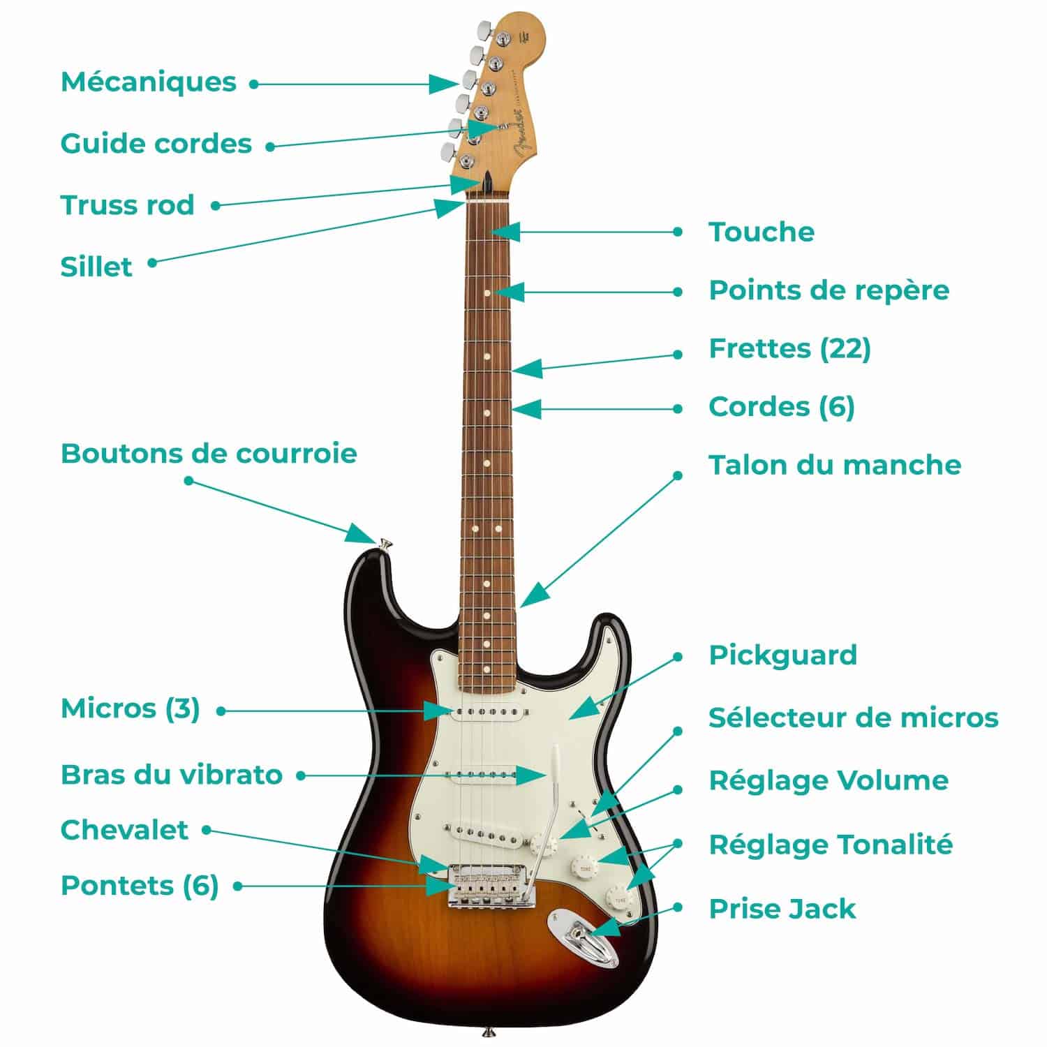 anatomie-guitare-electrique-stratocaster