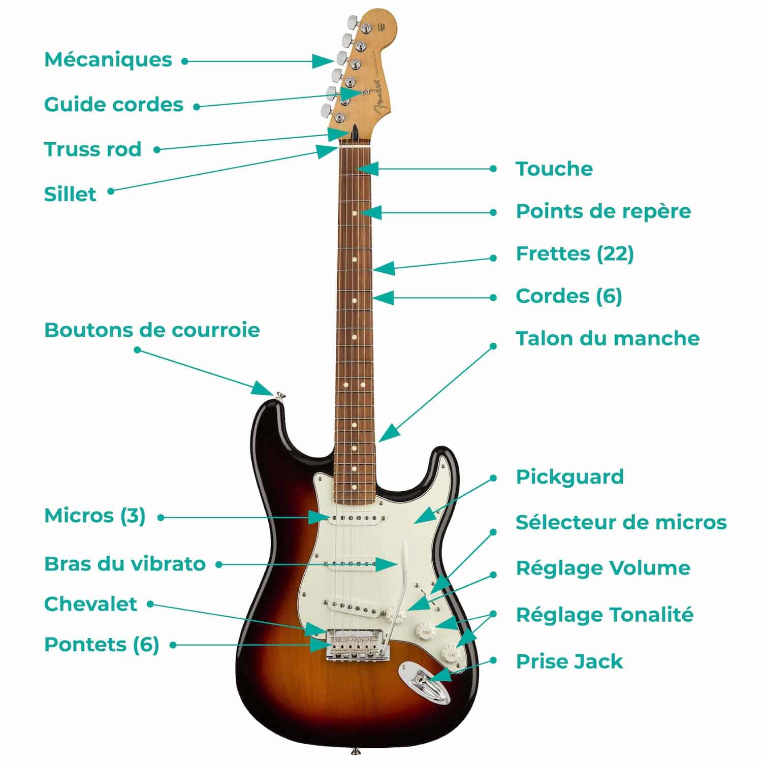 La coupe détaillée d'une guitare électrique : tête, manche, corps